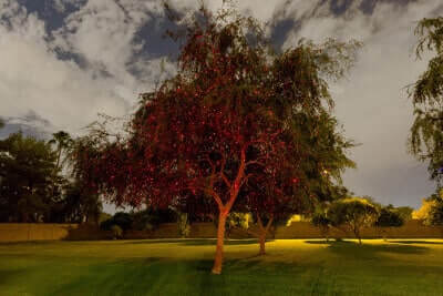 Red-Laser-Tree