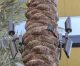 metropolis_irvine_rxd-05_tree-strap_021-jpeg-600x498-1-jpg