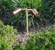rxp-02-cop_121611_17-1-jpg